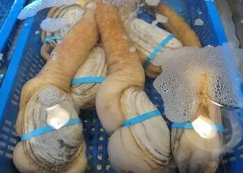 Live geoduck clam