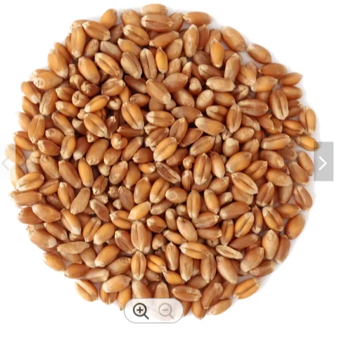 PREMIUM QUALITY whole grain wheat for sale /GradeA Durum Wheat for sale