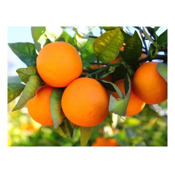 Wholesale Cheap Price Best Quality Fresh Valencia Oranges Fresh Fruits For Sale Worldwide Exports