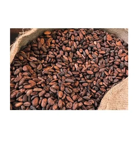 Cocoa Beans New Crop fermented cocoa beans