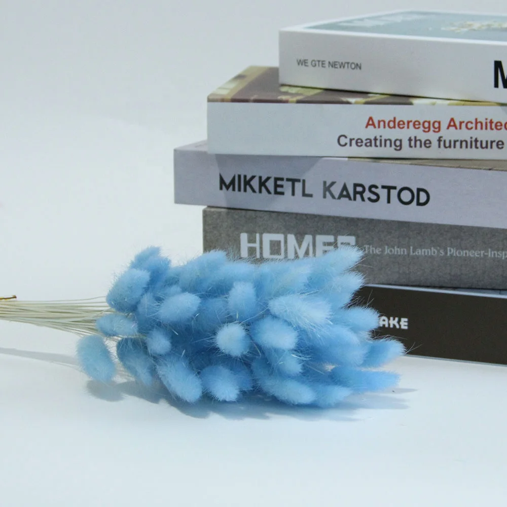 Preserved Dried Rabbit or Bunny Trail Grass Lagurus Ovatus Real Flower Colorful Grass For Home or Wedding Decoration Arrangement