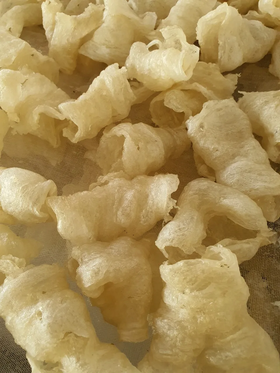 Wholesale dried natural dry whole fish maw
