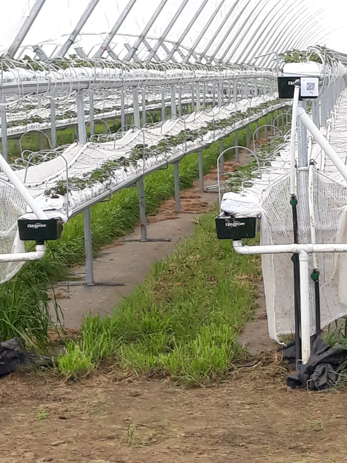 Strawberry Grow Bags  UV Treated