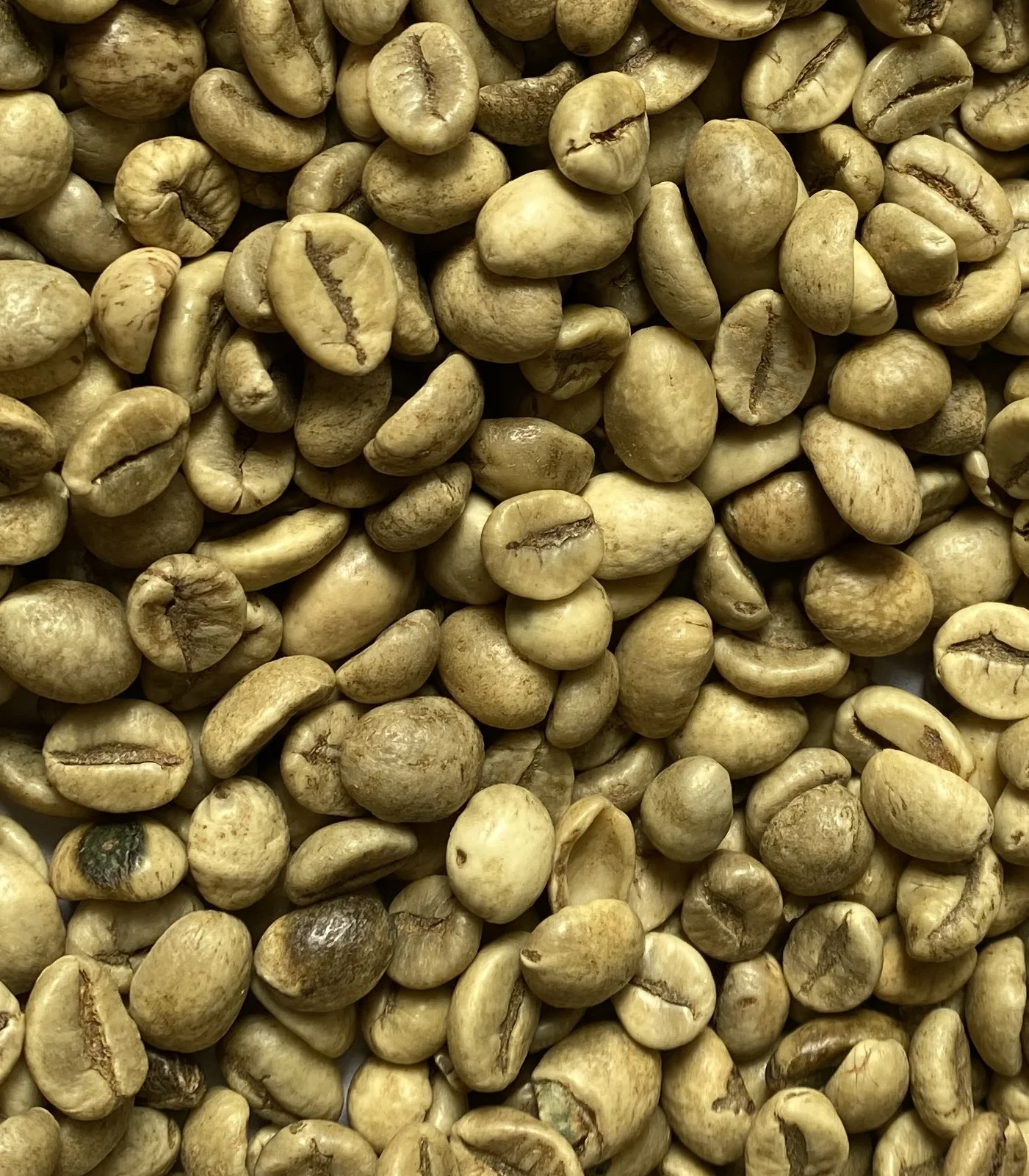 High quality Robusta green coffee