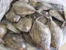 Frozen Black Pomfret/Vietnam Pomfret Fish