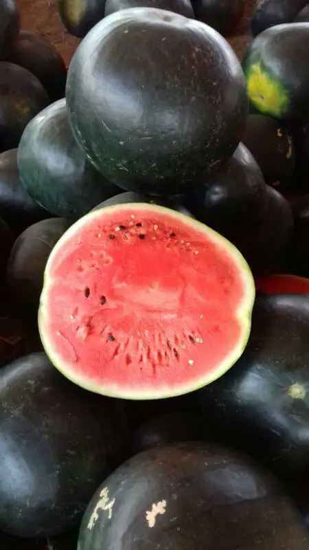 Fresh red/yellow/seedless watermelons for sale , ready to export from egypt , watermelon fruit