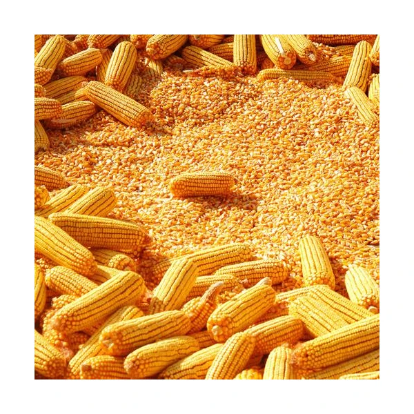 YELLOW CORN Yellow Corn is processed as per the set industry standards  properly packed and processed to preserve