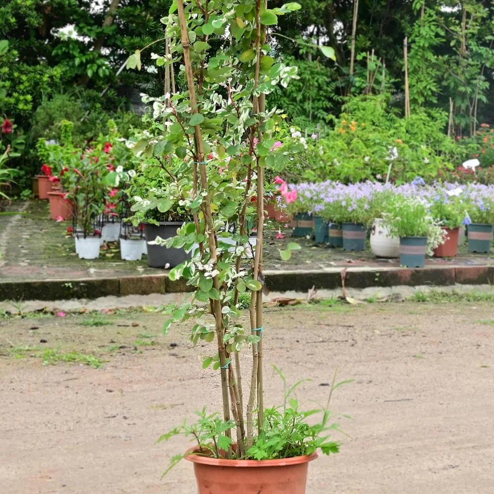 Оптовая продажа вьетнамский бамбуковый шест натуральный для строительства высокое качество хорошая цена использования в сельском хозяйстве