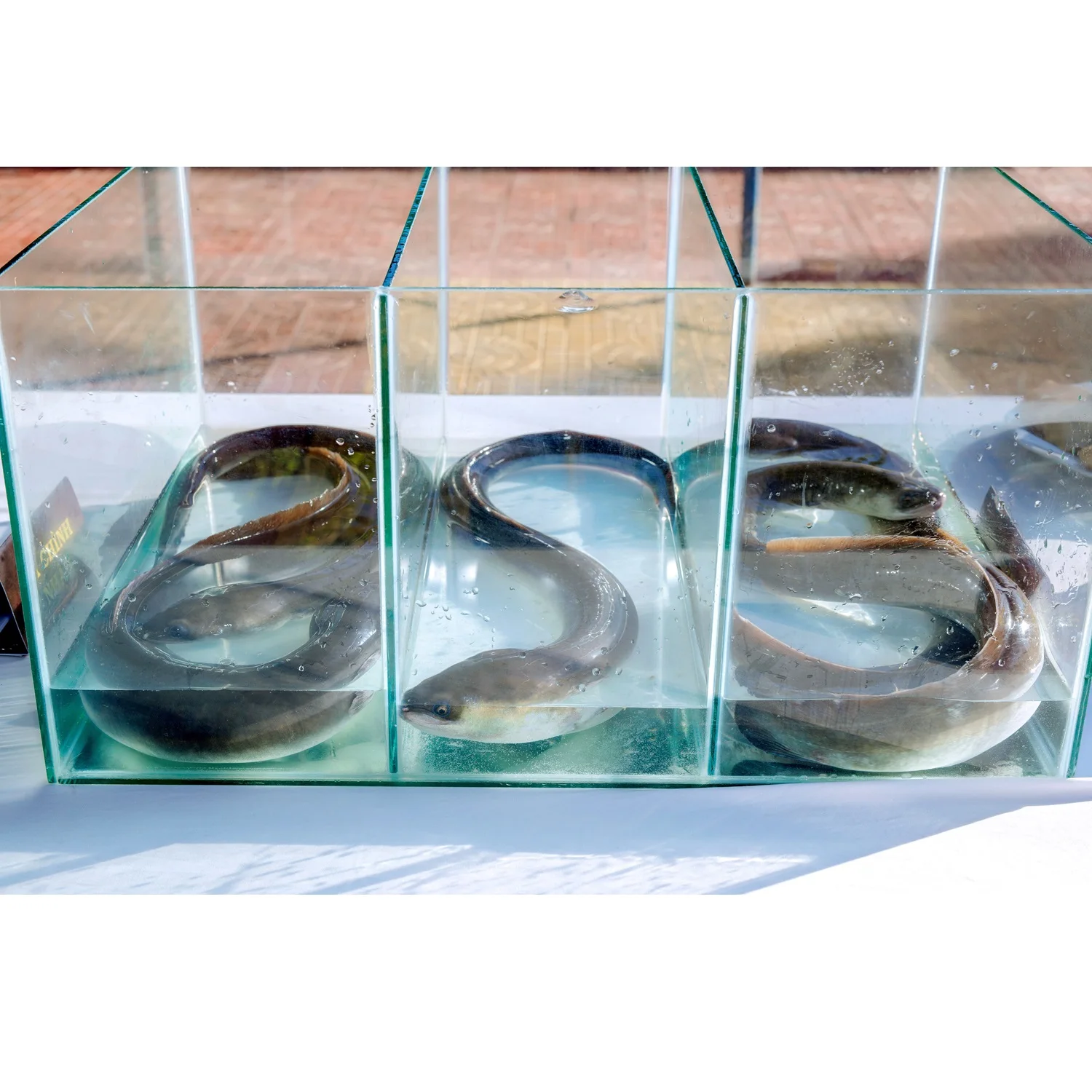 Ready To Ship Japanese Eel Food Cooking Vacuum Pack Block Organic Vitamins Nature Frozen Seafood From Vietnam