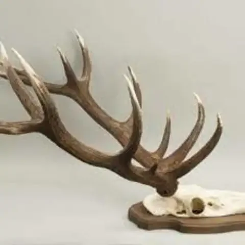 Deer Antlers2.png