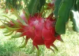 dragon fruit price dragon fruit tree