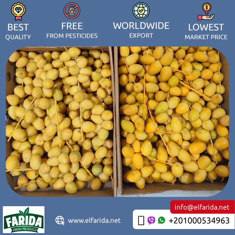 Egyptian Supplier Selling Good Quality Wholesale Sweet and Delicious Taste Natural Fresh Fruit Barhi Dates / Berhi Dates