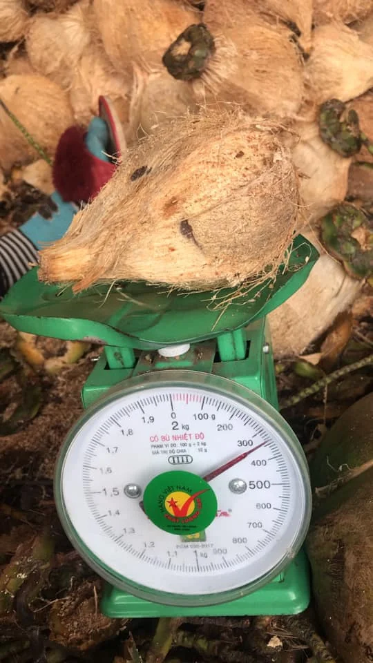 Big Supply Competitive Price Dry Brown Semi Husked Coconut With Tight Export Standard From Vietnam Best Seller