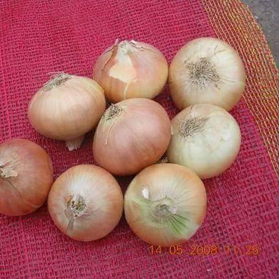 BEST EGYPTIAN fresh RED ONION AND  YELLOW onion / onions READY FOR EXPORT /SEASON CROP - 2022