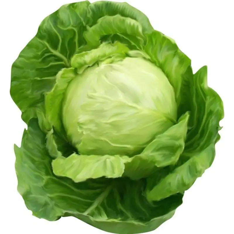 Лучшая цена на свежие овощи