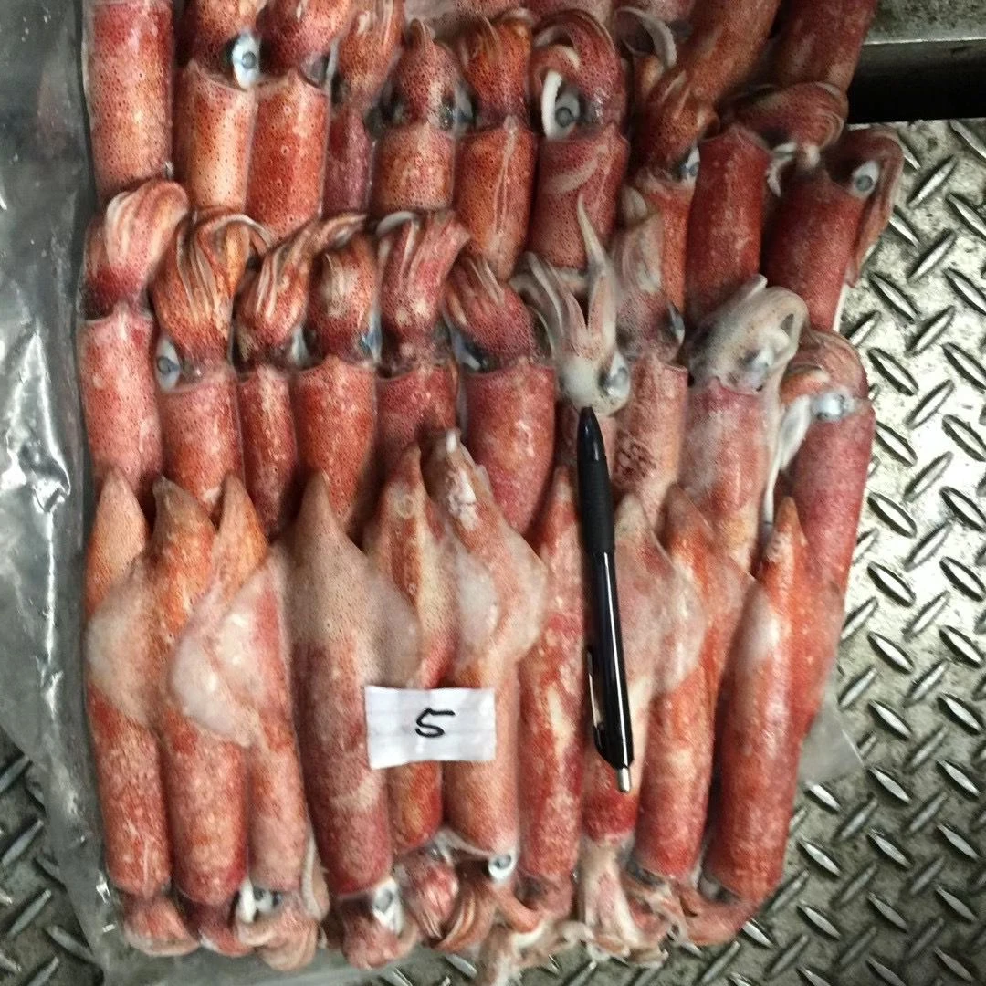 Block Frozen Indonesia Squid Scientic name of Todarodes Pacificus