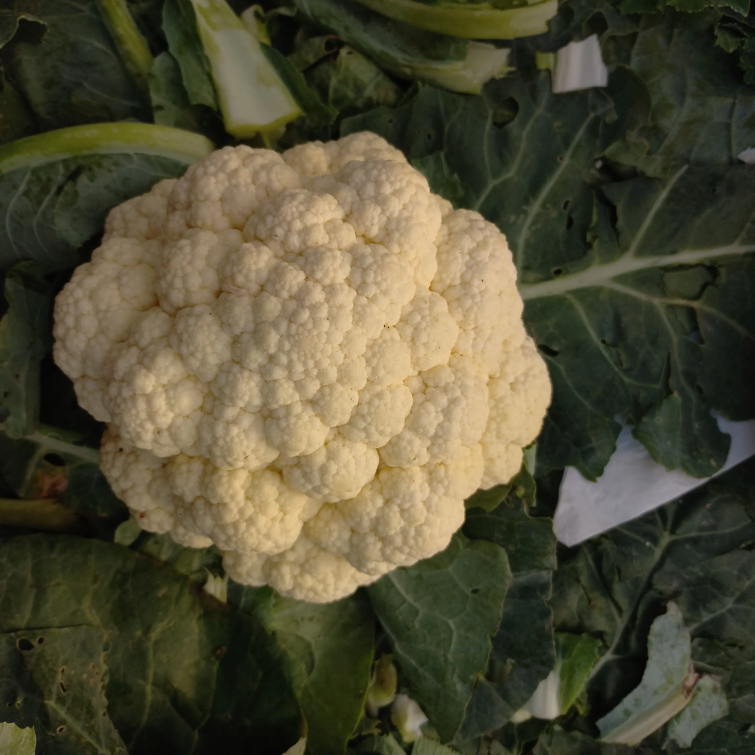 Gorgeous Fresh Cauliflower from Golden Vietnamese Supplier Certified ISO HACCP Wholesale Price
