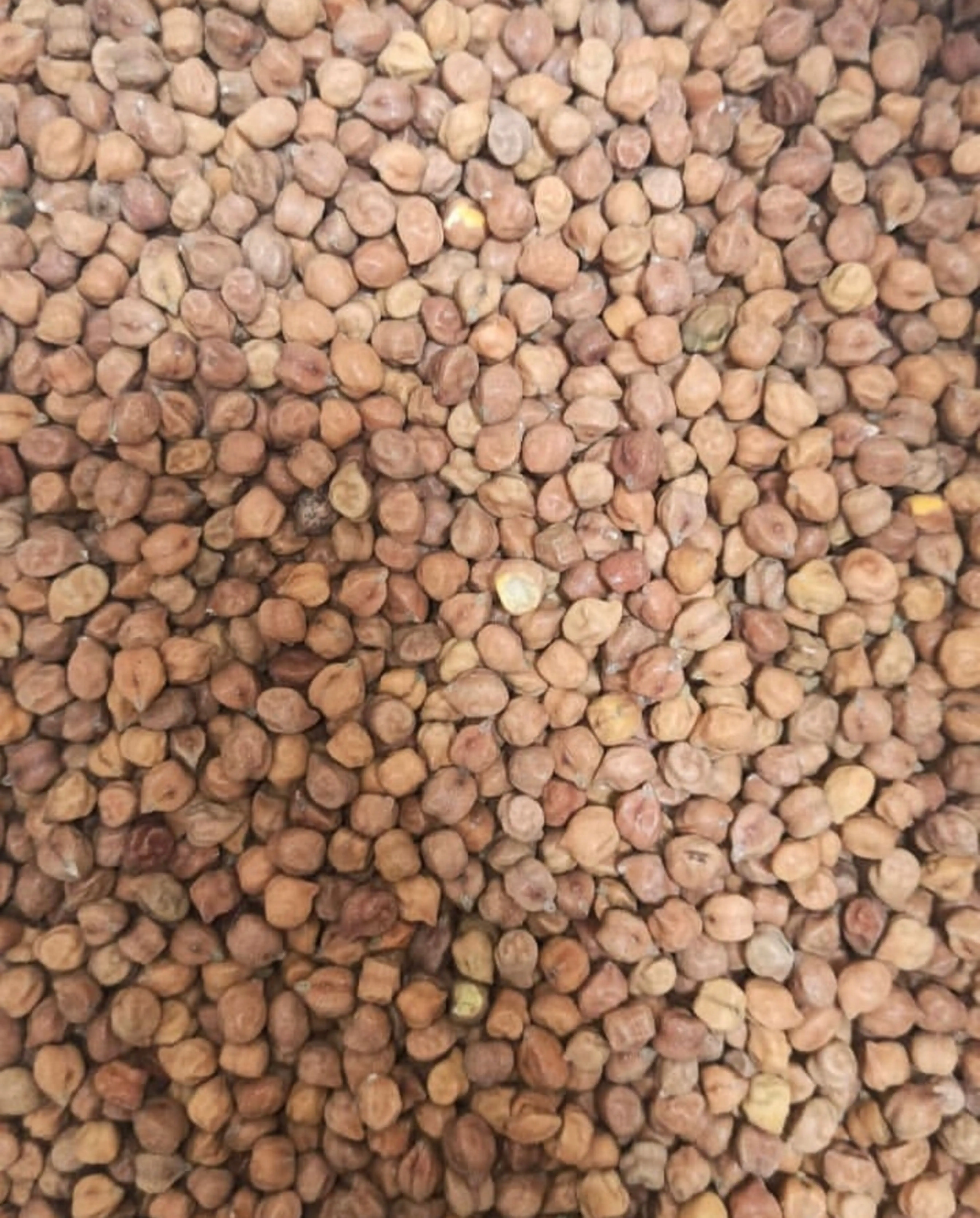 TOP QUALITY DESI CHICKPEAS BULK AVAILABLE