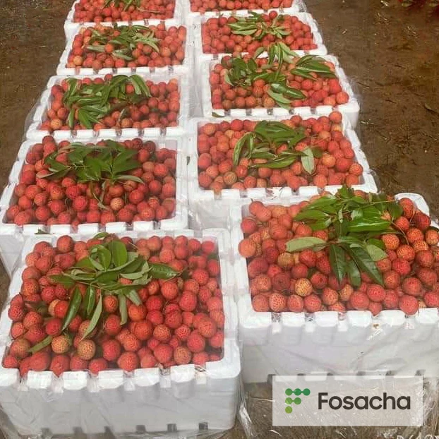 CUSTOMIZED BRAND LYCHEE SWEET FRESH WITH REASONABLE FROM BEST VIET NAM FRESH FRUITS WHOLESALE NATURAL FLAVOR  READY FOR DELIVERY