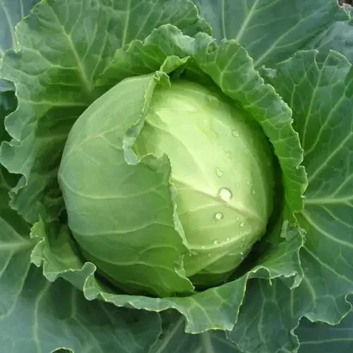 Cabbage6.png