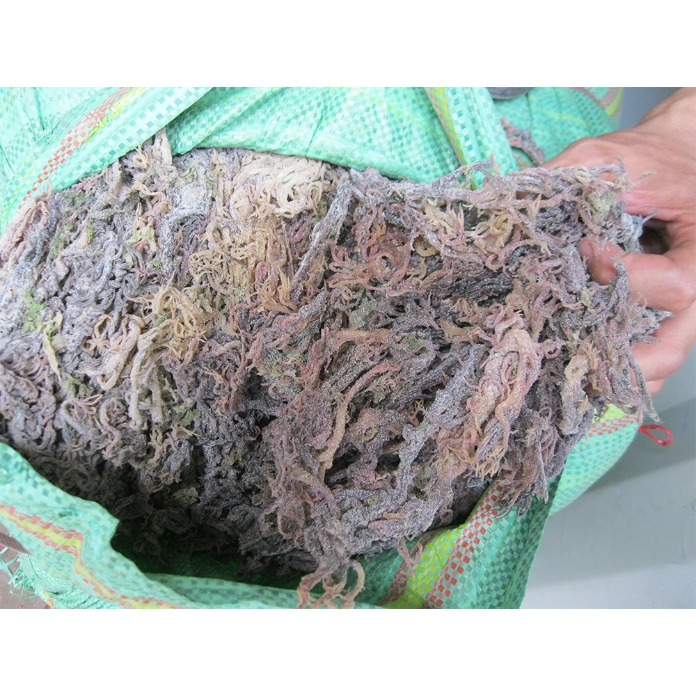 Wholesale Dried Gracilaria Seaweed - High Export Standard With Competitive Price Made In Vietnam