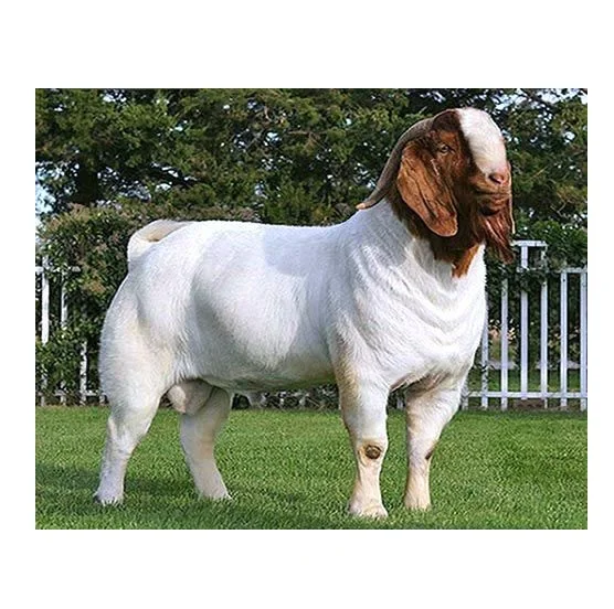 High Quality Cheap Wholesale Price Alive Boer Goats For sale