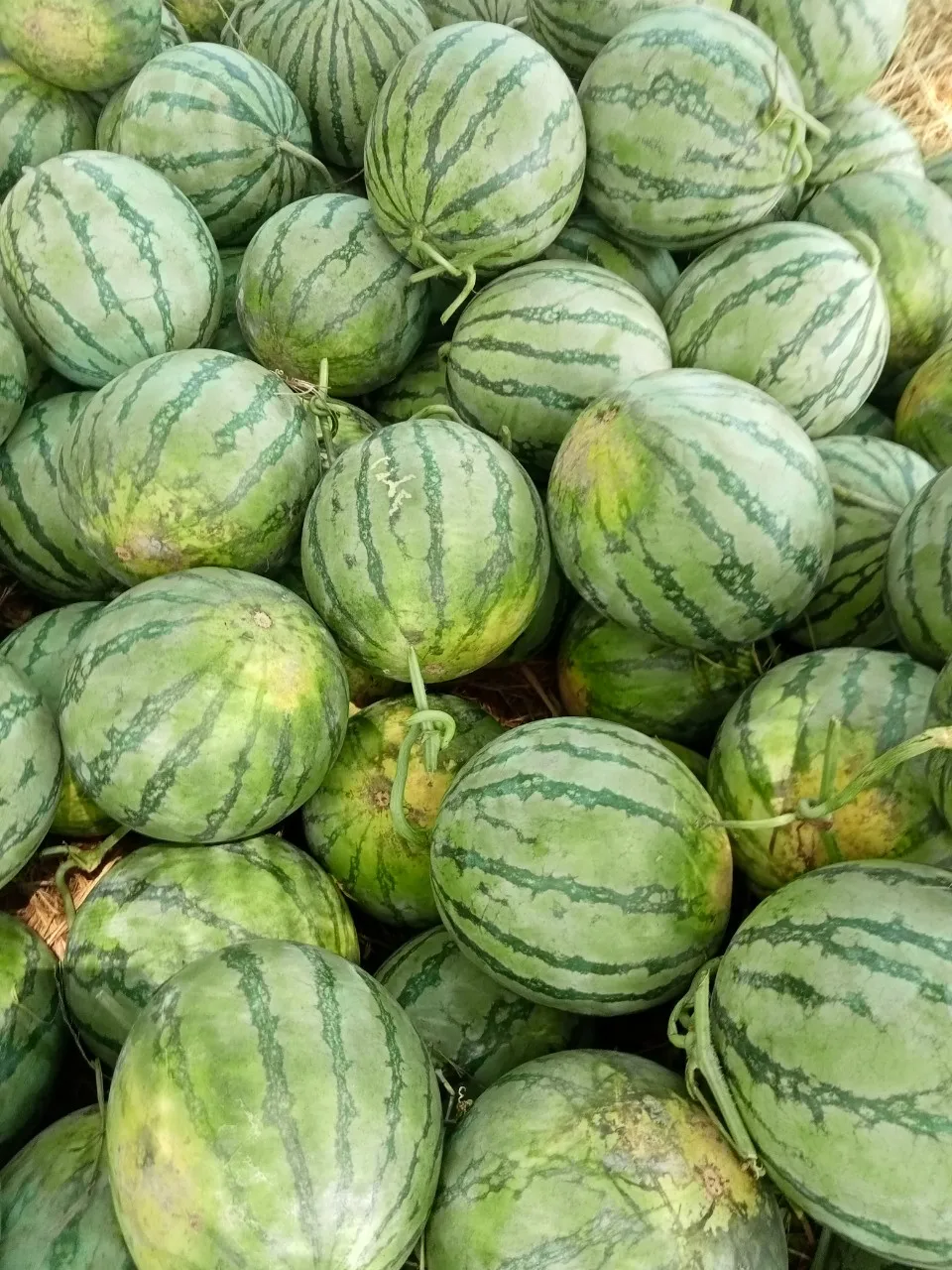 Watermelon Fresh Watermelon vietnam Water Style Organic Weight Origin Type Size Grade Express Product ISO Place Melon PORT