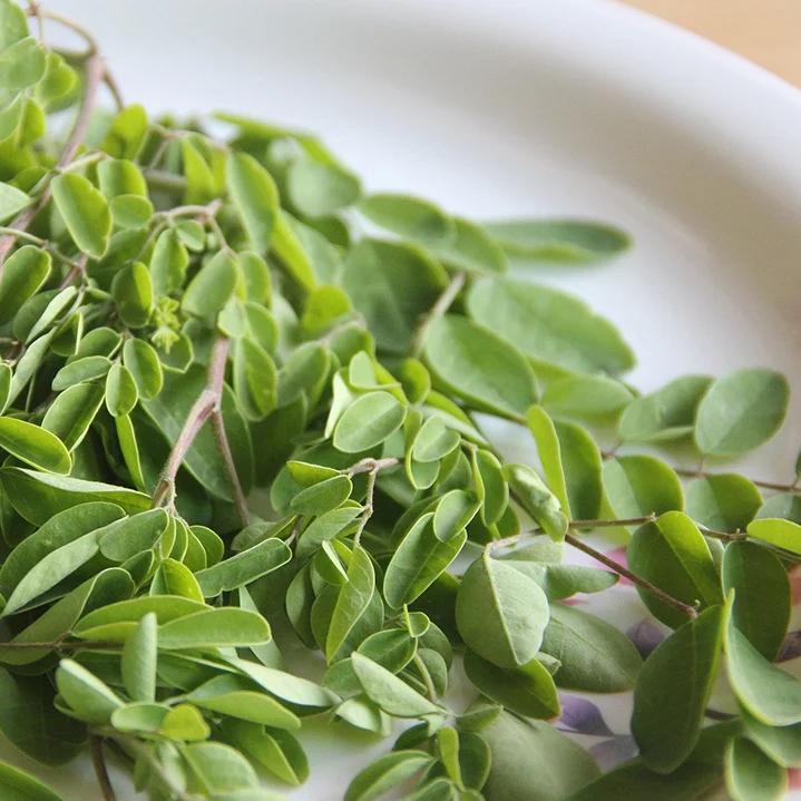Dried Moringa Leaves/Fresh Moringa Extract/Moringa Powder for treatments