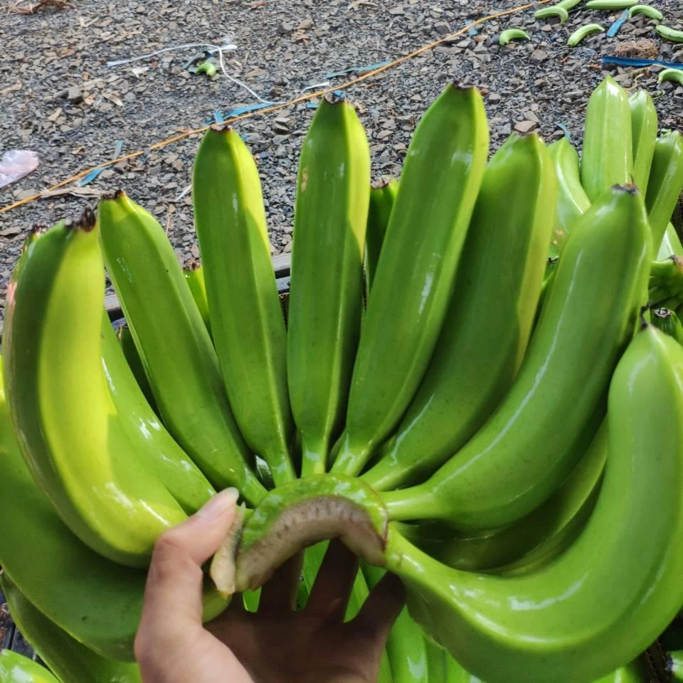 GREEN FRESH CAVENDISH BANANA