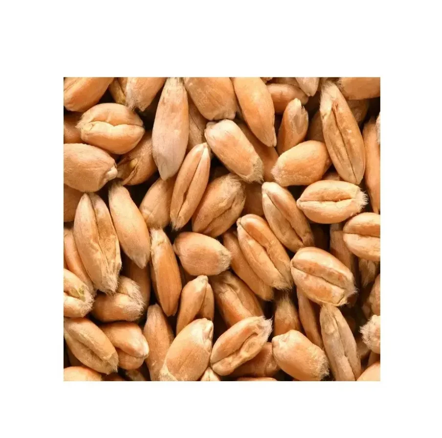 100% Organic Barley for Malt/ Barley Feed/ Malted Barley Animal Feed Barley Cheap Price
