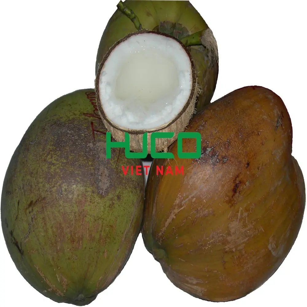 Fresh coconut Top quality best price
