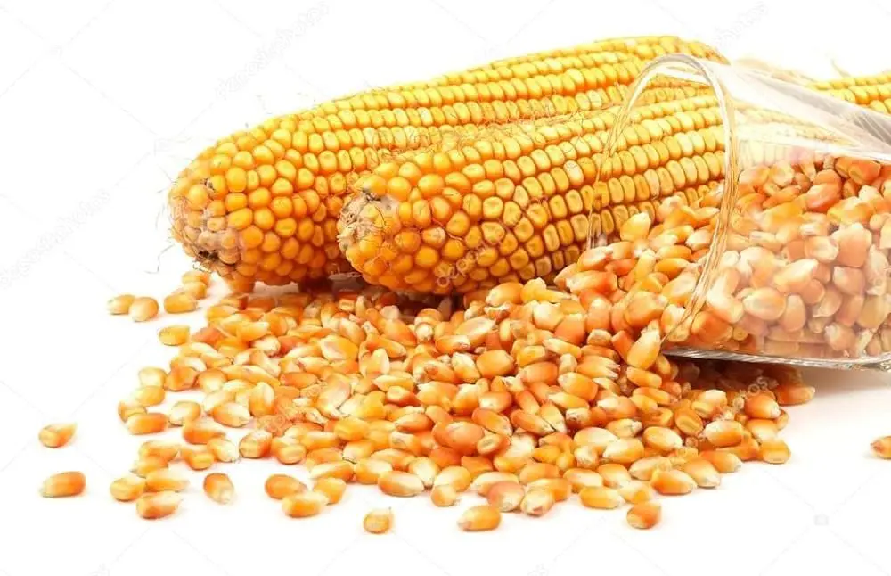 Yellow Corn Maize2.jpg