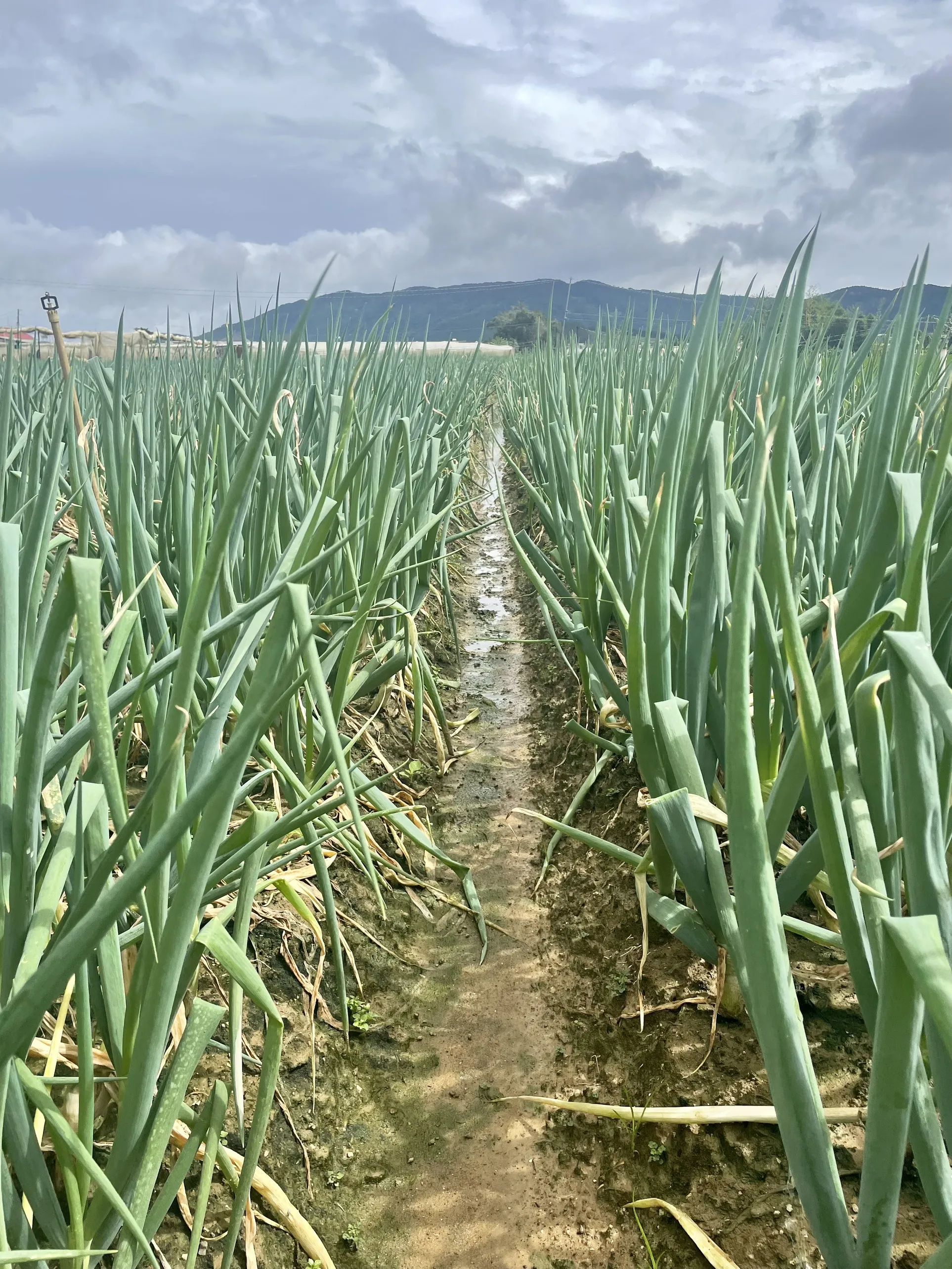 Vietnamese Paro Onion Good For Healthy Export Food Organic Farm Packaging Made In Vietnam Trading