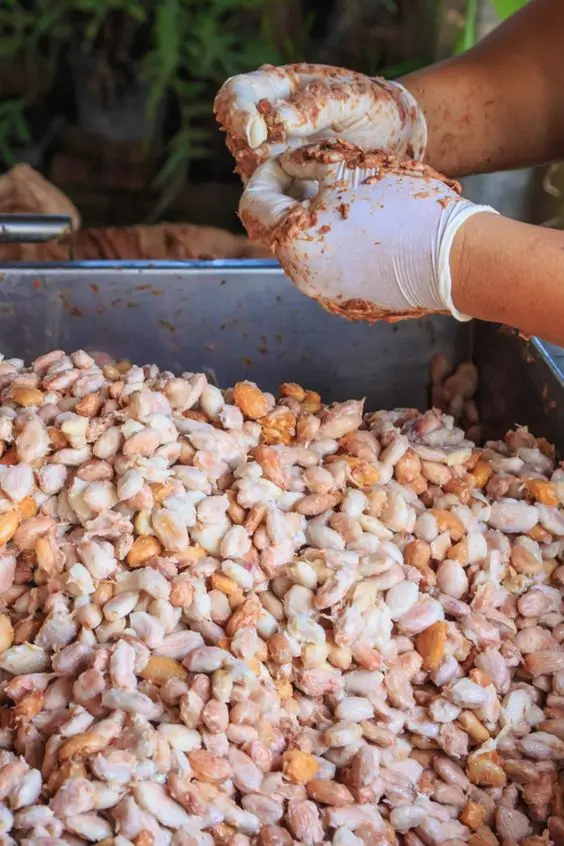 Factory price Cocoa beans