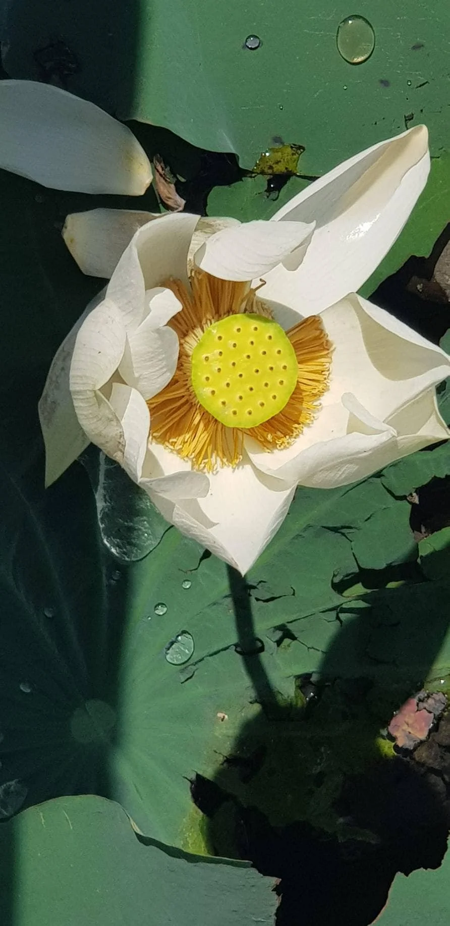 LIAN XU CHINESE NATURAL STAMEN NELUMBINIS / Dried Lotus Stamen Tea / Dried Sacred Lotus Nelumbo Nucifera Stamen