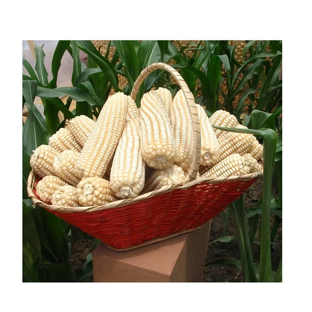 White Corn Non-Gmo (White Maize), White Corn Maize Suppliers