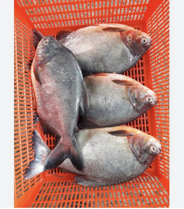 Замороженная рыба Красного помада замороженная готовая для готовки лучшие морепродукты к отправке торговые компании по замороженным