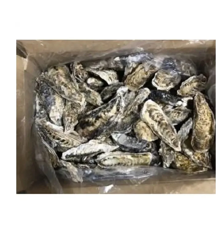 Cheap Best Steamed Pacific Oyster Dried Importer Seafood Frozen