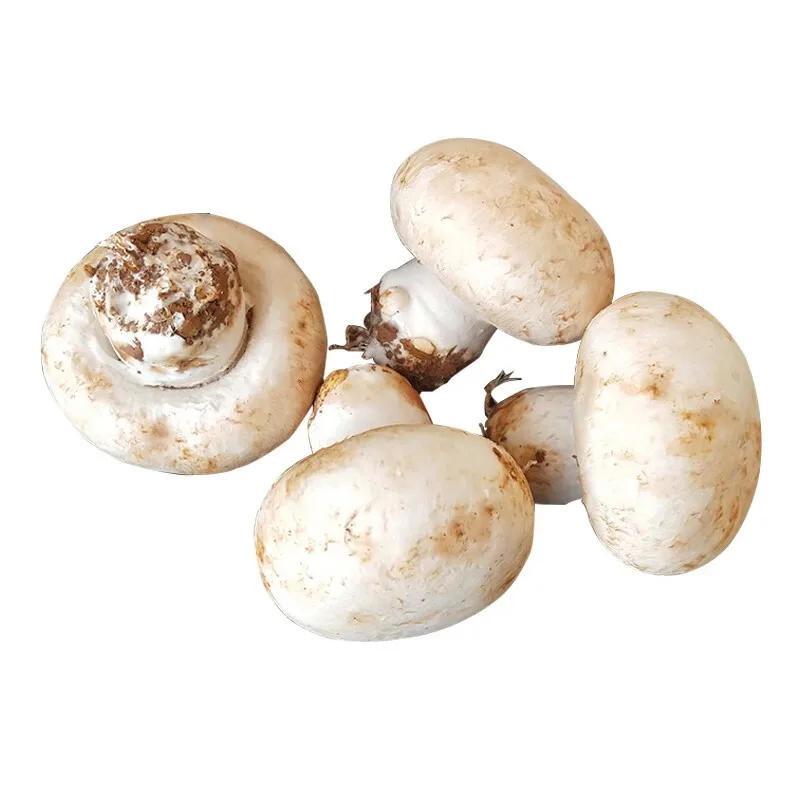 Wholesale Chinese frozen white mushrooms cultivated fresh IQF frozen  slices