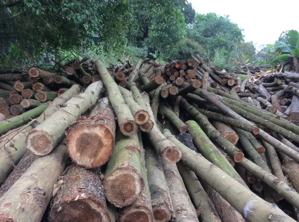 Hot Selling High Quality Wholesaler 100% Natural Solid Hard Acacia Log With Reasonable Price Origin Vietnam
