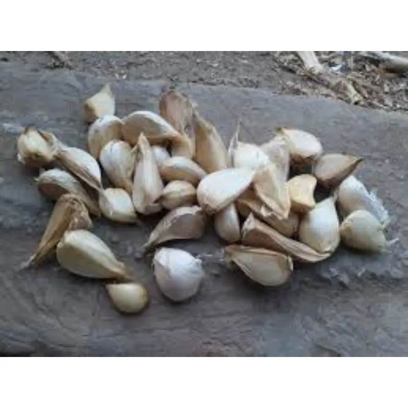 Fresh vegetable G1 Elephant Garlic
