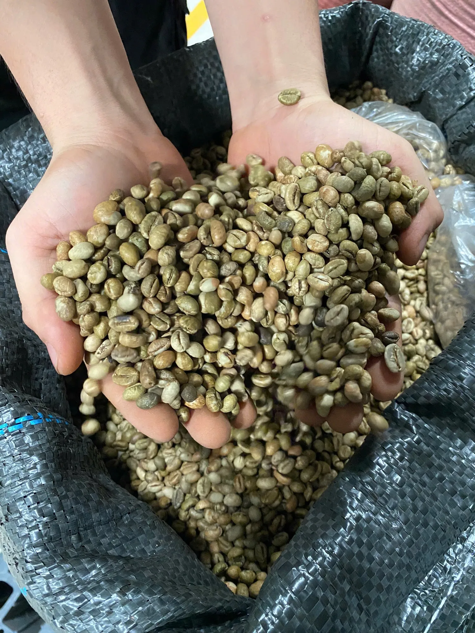 ARABICA/ ROBUSTA COFFEE HIGH STANDARD NEW CROP FOR SALE WITH BEST PRICE