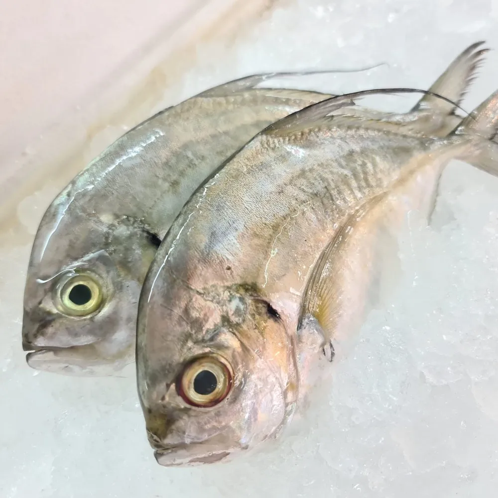 Fresh Frozen Trevally Fish weight upto 2000 grams medium in size available for sale
