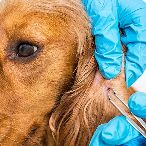 Professional Double Sided Stainless Steel Tick  Remover Tweezers Tick Remover Tool for Pets/ Professional Tick Tools