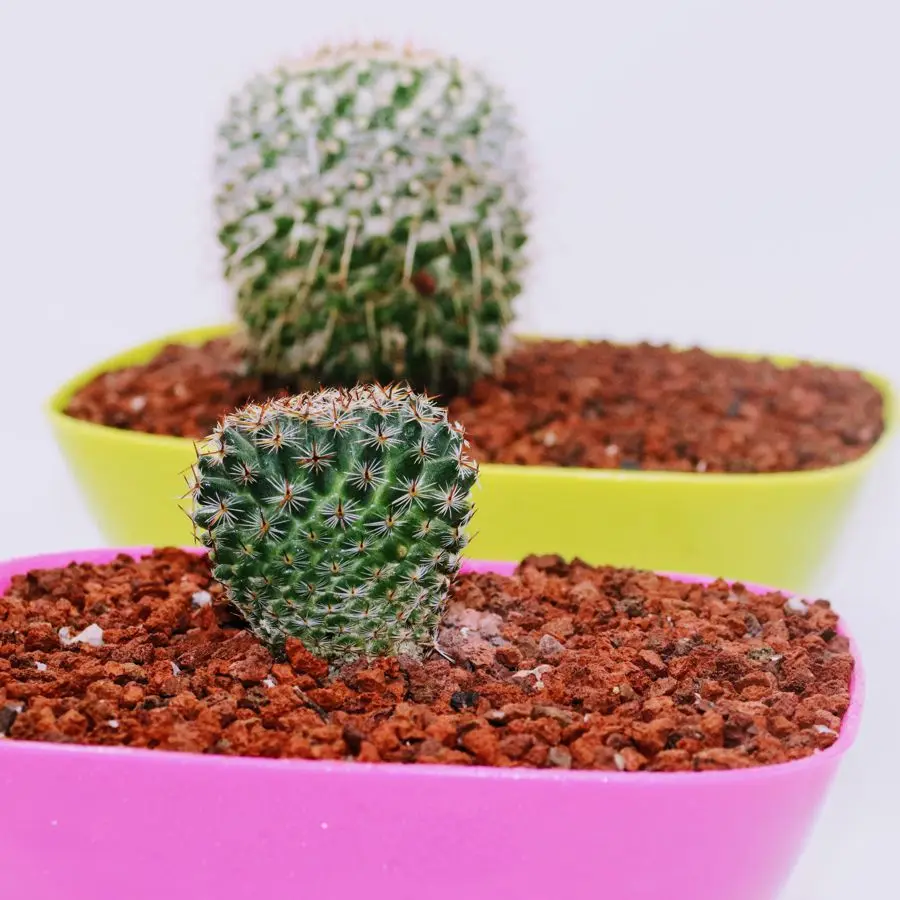 Volcanic substrate for bonsai better than akadama and more beautiful