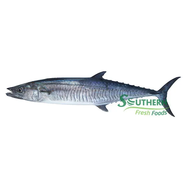Fish Sale products WR Sea Fish Wild Caught SFF customized vacuum pack style seafood suppliers Frozen King Mackerel from Vietnam
