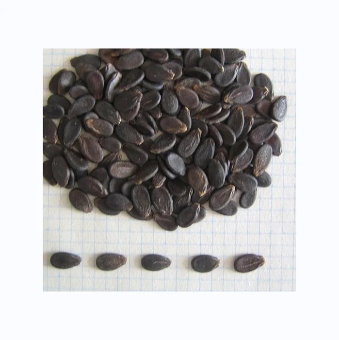 Fresh Style Black Watermelon Seeds Sale Price NATURAL FRESH WATERMELON/WATERMELON SEEDS FOR SALE Dried