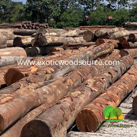 Faveira Amargosa Vatairea Paraensis Ducke Gelekabbes Angelim Amargoso Fava amargosa Суринам поставщик тропических лиственных пород экспортер