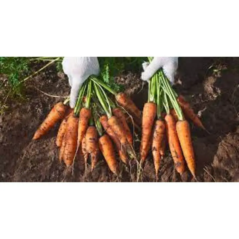 download (1) - Copy.jpg