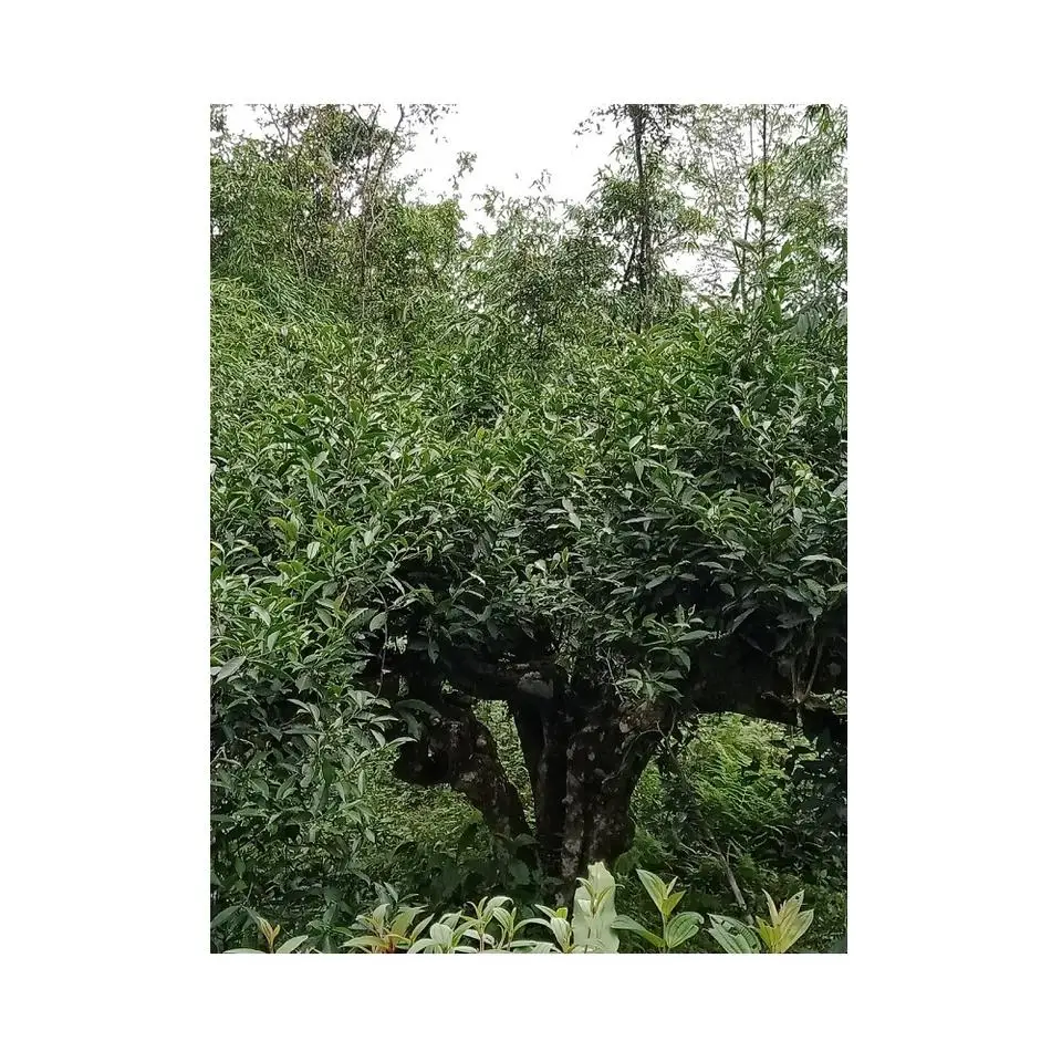 Cheap Price OEM Service Bulk Packaging 100% Fresh Tea Leaves Premium Quality Organic Pure Black Tea From Green Bee Vietnam